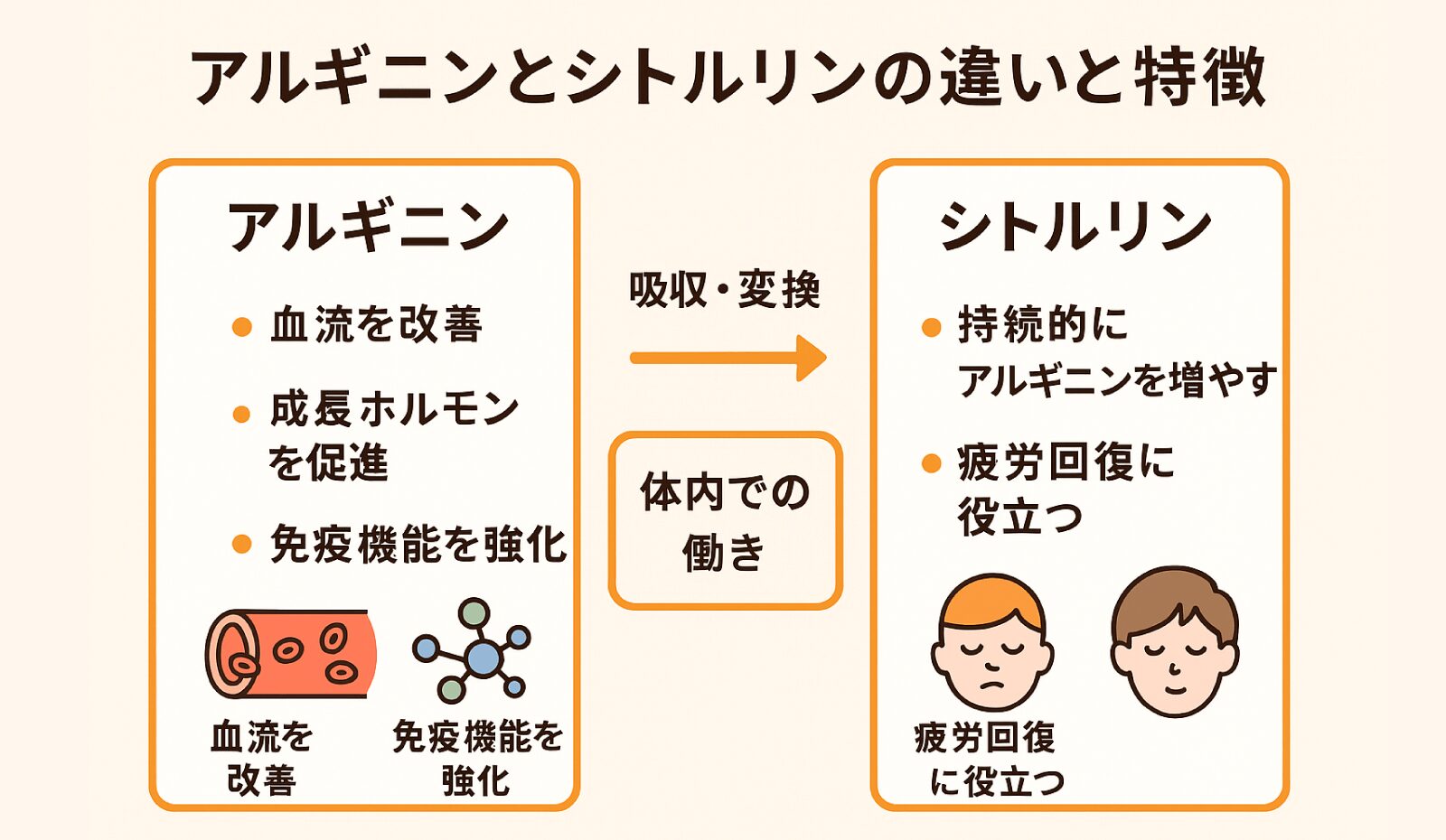 シトルリンとアルギニンの効果とは?トレーニングやダイエットに効く理由を徹底解説 | ハシブトガラス